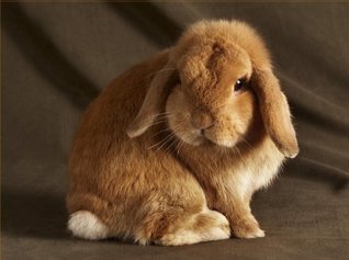 Download Beautiful Rabbits: 20 notecards with 4 Different Portraits, Complete with Envelopes - NOT A BOOK file in PDF