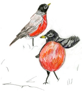 Read online Bird-Watcher's Diary Entries: An Illustrated Chapbook Jane Beal - Jane Beal | PDF