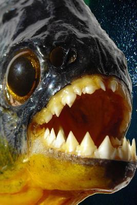 Read Piranha - Look at Those Teeth Journal: 150 Page Lined Notebook/Diary - NOT A BOOK file in PDF