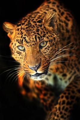 Read online Winter Leopard Journal: 150 Page Lined Notebook/Diary - NOT A BOOK file in ePub