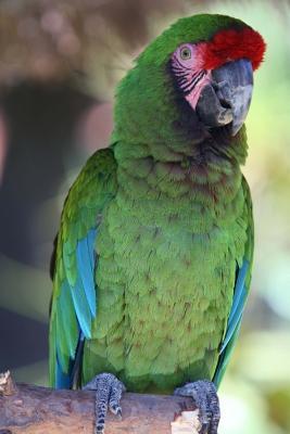 Download Military Macaw Journal: 150 Page Lined Notebook/Diary - NOT A BOOK file in PDF