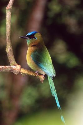 Download Blue-Crowned Motmot Journal: 150 Page Lined Notebook/Diary - NOT A BOOK file in ePub