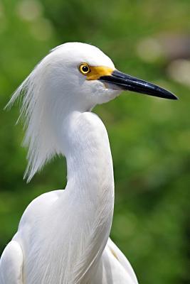 Download Portrait of a Snowy Egret Journal: 150 Page Lined Notebook/Diary - NOT A BOOK file in PDF