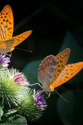 Read online Silver Bordered Fritillary Butterfly, for the Love of Nature: Blank 150 Page Lined Journal for Your Thoughts, Ideas, and Inspiration - NOT A BOOK | PDF