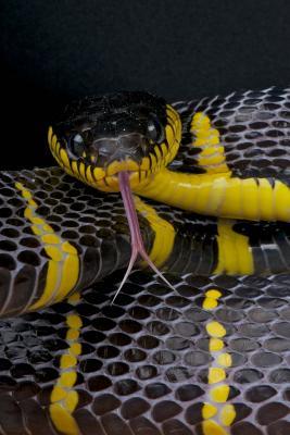 Read Mangrove Snake Journal: 150 Page Lined Notebook/Diary - NOT A BOOK | ePub