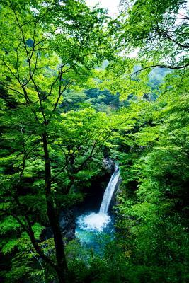 Read online Secluded Waterfall in the Woods Journal: 150 Page Lined Notebook/Diary - NOT A BOOK | PDF