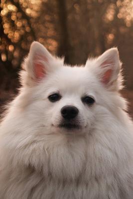 Read online The German Spitz Dog Journal: 150 Page Lined Notebook/Diary - NOT A BOOK | PDF