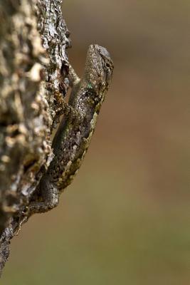 Read Eastern Fence Lizard Journal: 150 Page Lined Notebook/Diary - NOT A BOOK file in PDF