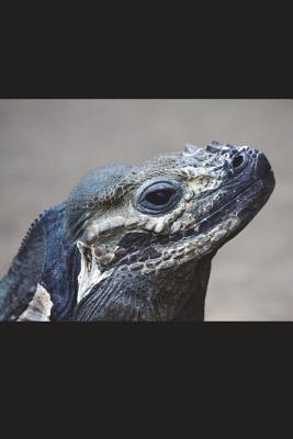 Read Rhinoceros Iguana Journal: 150 Page Lined Notebook/Diary - NOT A BOOK file in PDF