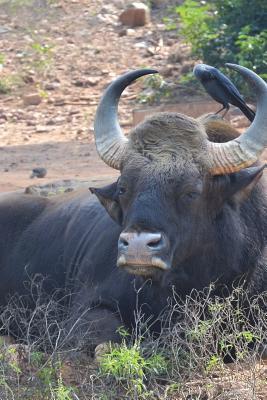 Read The Gaur Journal: 150 Page Lined Notebook/Diary - NOT A BOOK file in PDF