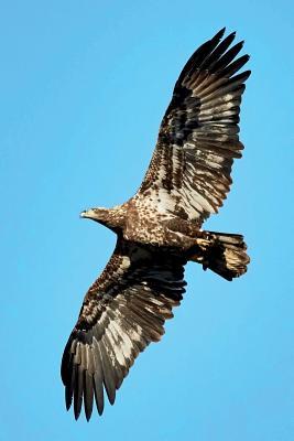 Read Juvenile Bald Eagle in Flight Journal: 150 Page Lined Notebook/Diary - NOT A BOOK file in ePub