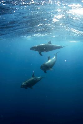 Download Swimming Dolphins Journal: 150 Page Lined Notebook/Diary - NOT A BOOK file in PDF