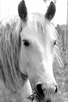 Full Download 2020 Weekly Planner Horse Photo Equine Horse Grass 134 Pages: 2020 Planners Calendars Organizers Datebooks Appointment Books Agendas - Distinctive Journals | PDF