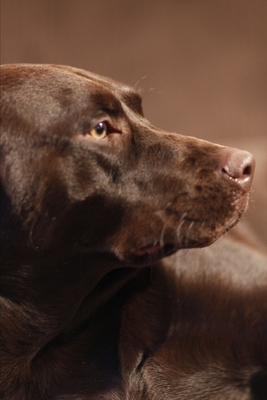 Full Download 2020 Weekly Planner Beautiful Chocolate Labrador Retriever Dog Photo 134 Pages: 2020 Planners Calendars Organizers Datebooks Appointment Books Agendas - Distinctive Journals file in PDF